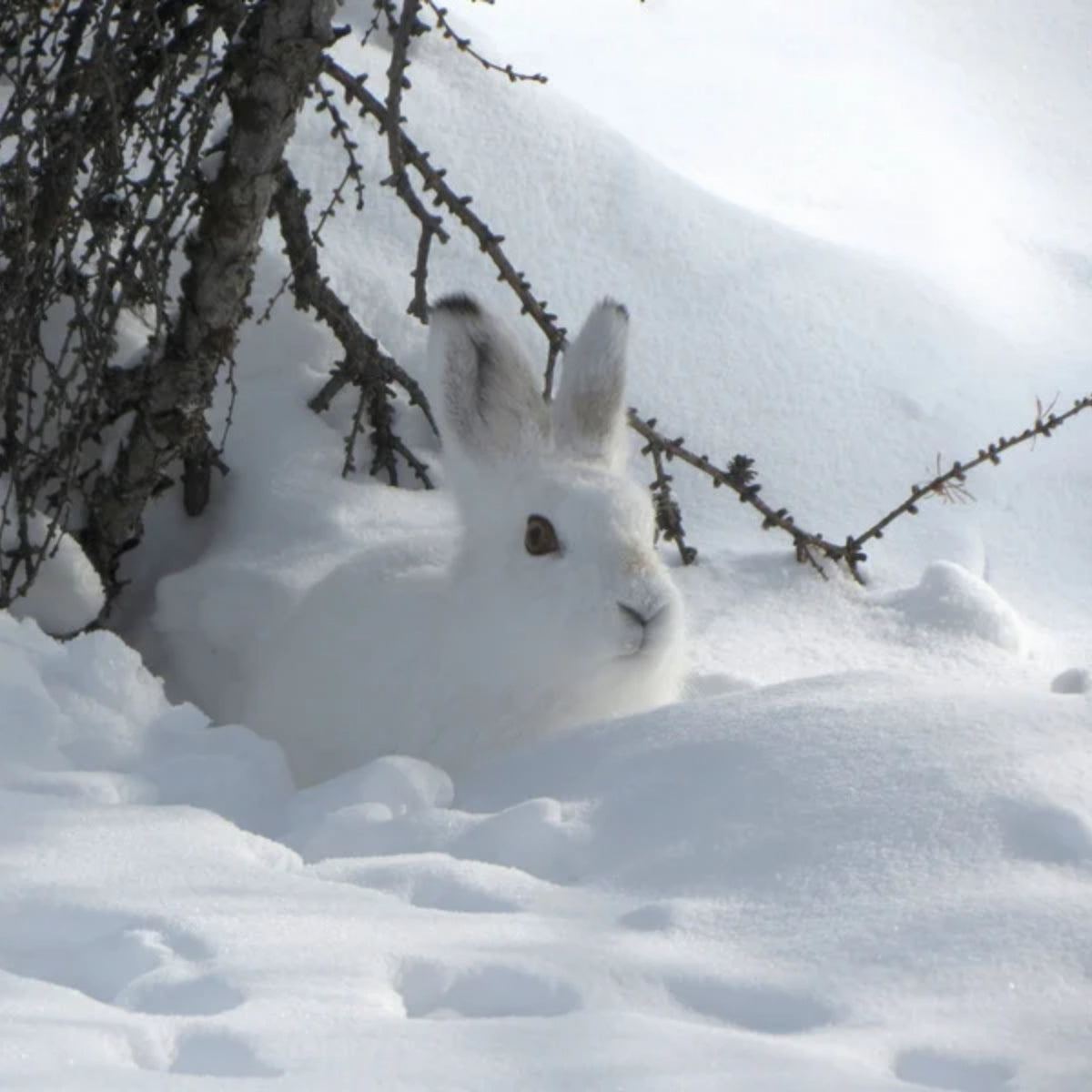 Lapland Aurora World – Story-Driven Snowshoe Experience