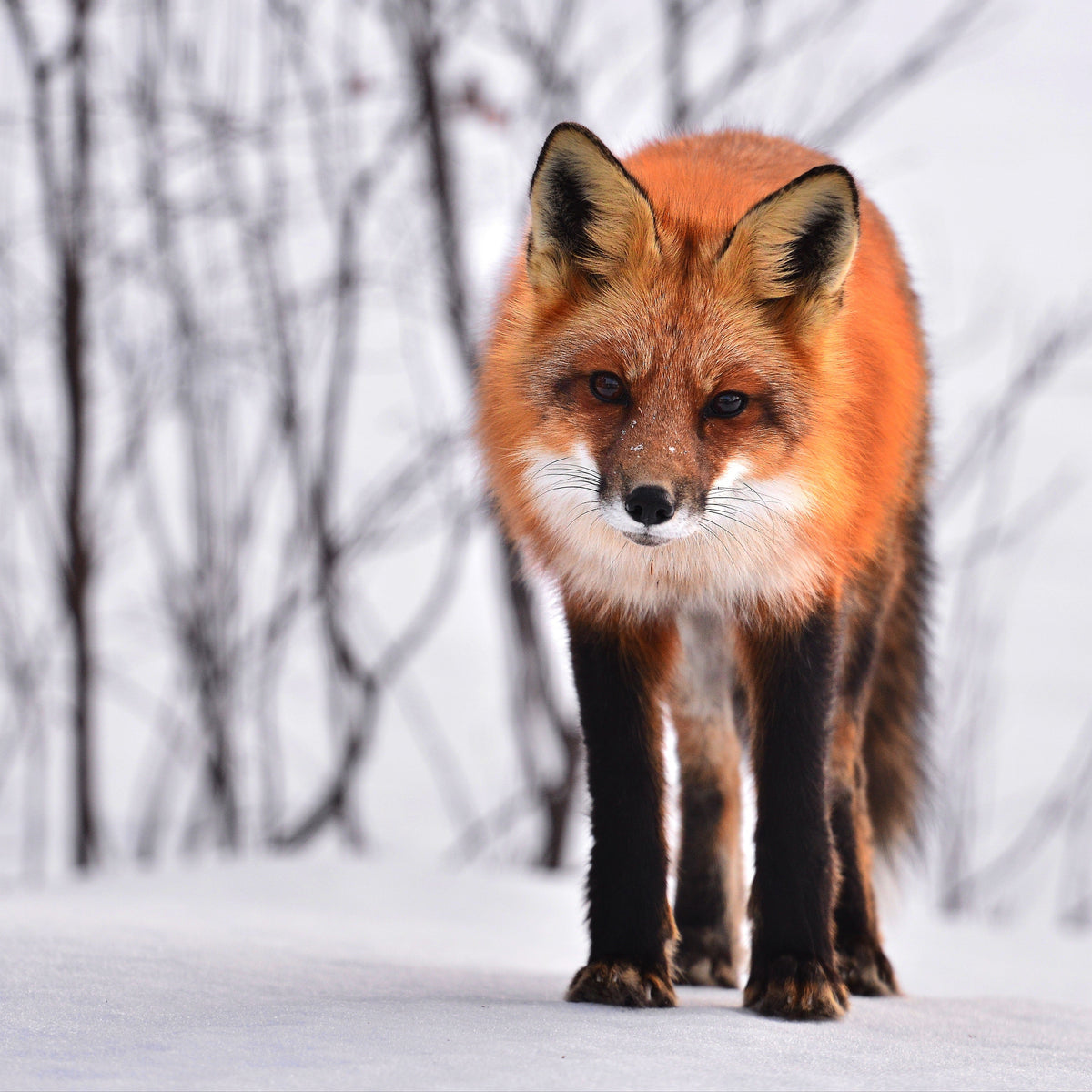A red fox standing on snow in a winter landscape with blurred bare trees in the background.