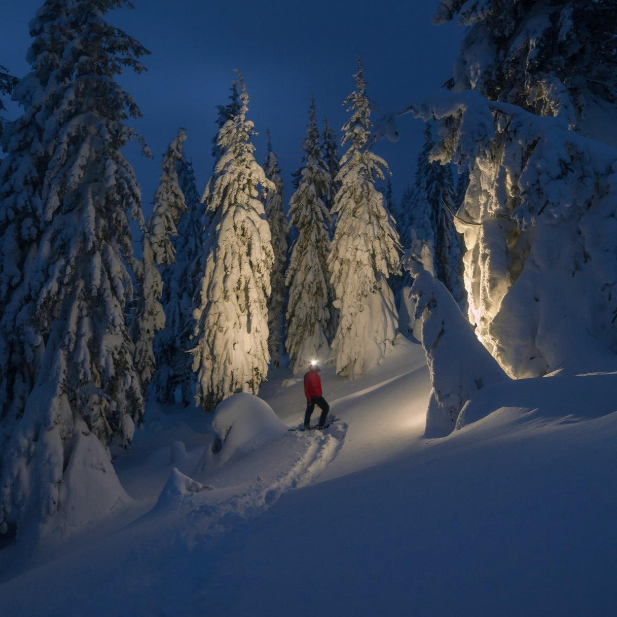 A person in a red jacket stands in deep snow on a ski trail at night, surrounded by illuminated snow-covered evergreen trees in a forest setting.